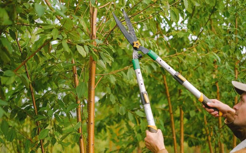 Tree trimming in Channelview, TX