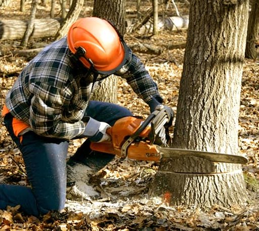 Tree Removal in Channelview, TX